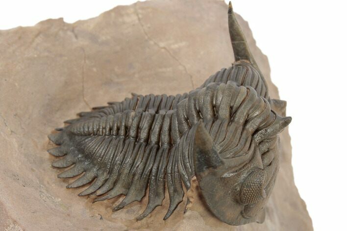 Metacanthina Trilobite - Lghaft, Morocco #189969